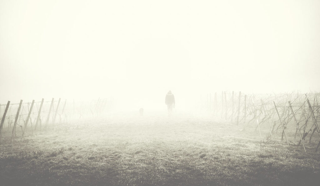 The Winery Little Engine Wines